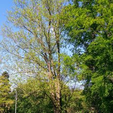 Masarykův jasan v Americkém parku
