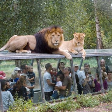 Zoo eccezionali: i più belli del mondo, con grandi spazi e specie rare