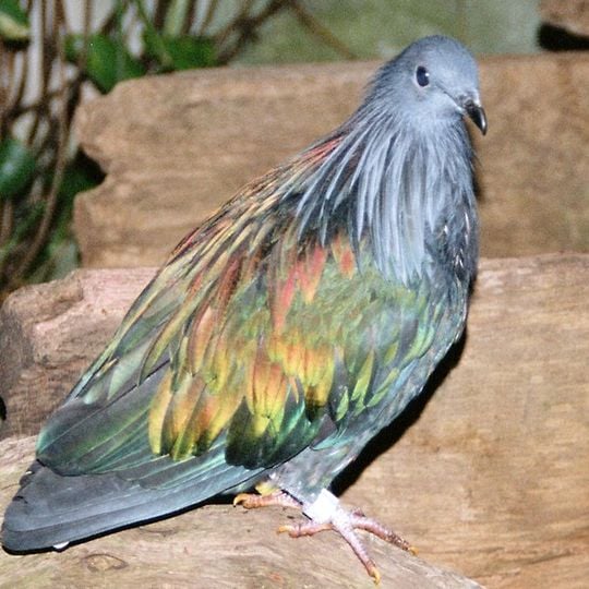 Galathea National Park