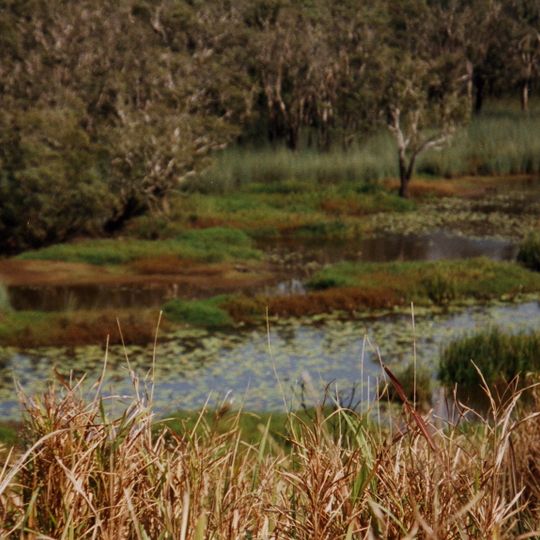 Eubenangee Swamp National Park