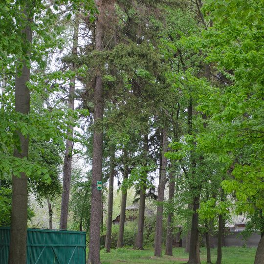 Starovynna yalynova aleia