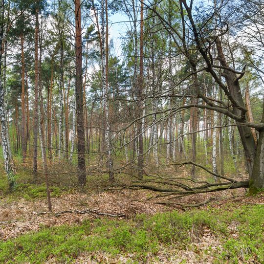 Osmunda regalis in Sitzenroda forest