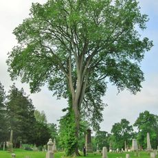 Spring Grove Cemetery
