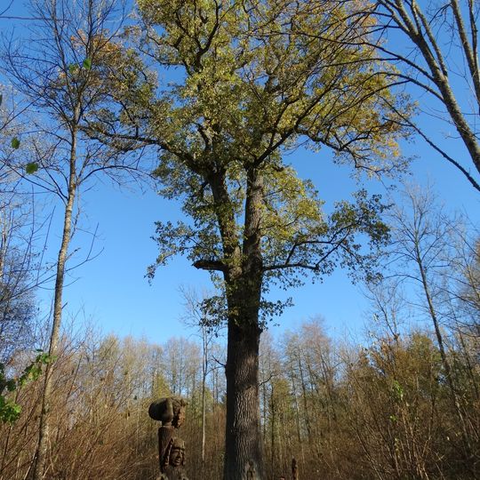 Gojaus miško ąžuolas