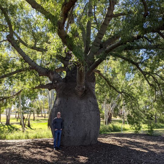 Roma’s largest bottle tree