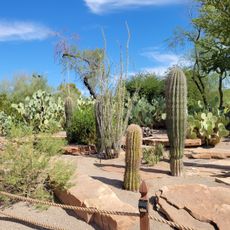 Ethel M Botanical Cactus Garden