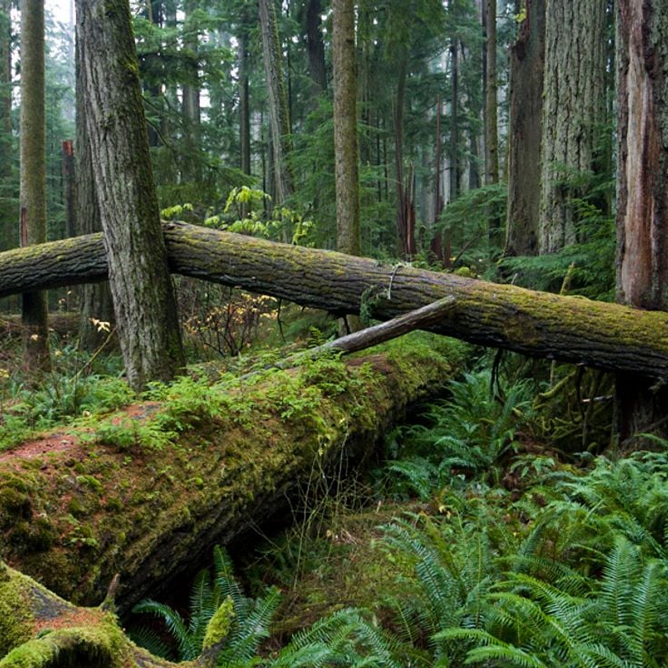 Cathedral Grove