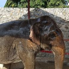 Hutsadin Elephant Foundation