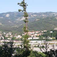 Solignano