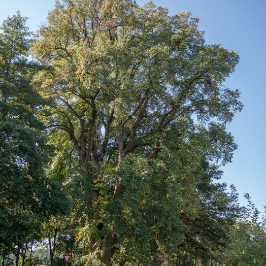 Winterlinde von St. Veit im Innkreis