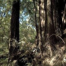 The Forest of Nisene Marks State Park