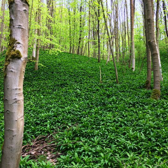 Gipskarstlandschaft bei Ührde