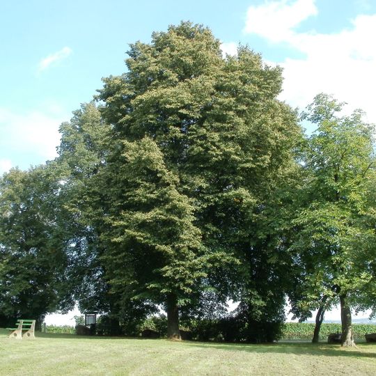 10 Winterlinden Wallfahrtskirche Letzenberg