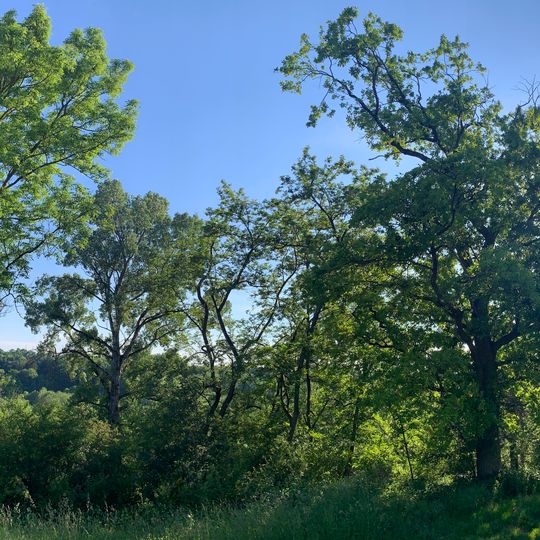 Baumgruppe im Gewann Häuser Weg