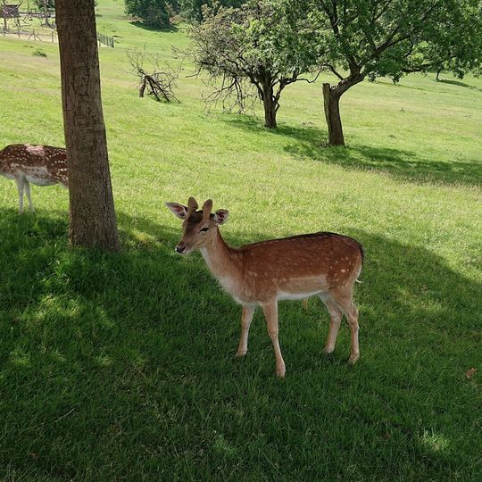 Naturwildpark Freisen