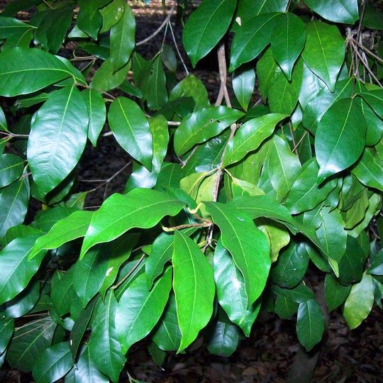 Deer Reserve National Park