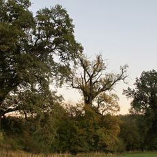 Skupina dubů letních