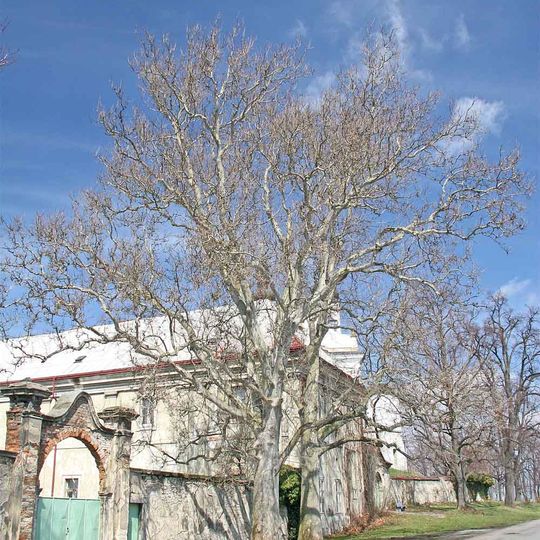 Platanová alej v Luži