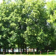 Maria Skłodowska-Curie Park in Warsaw
