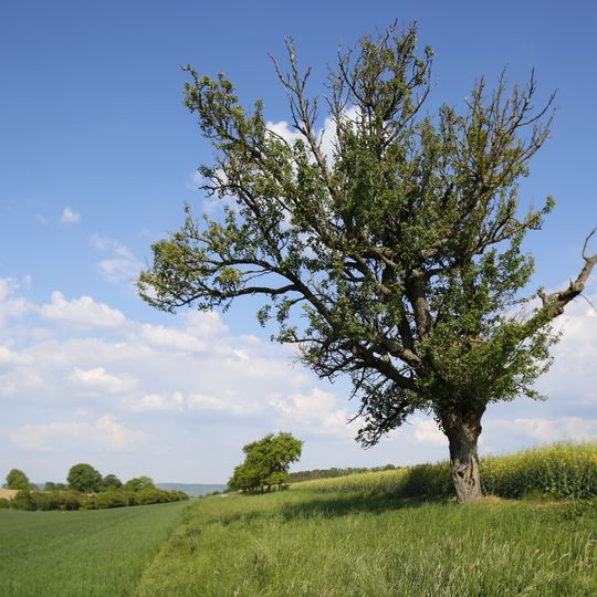 4 Mostbirnbäume Haldenäcker