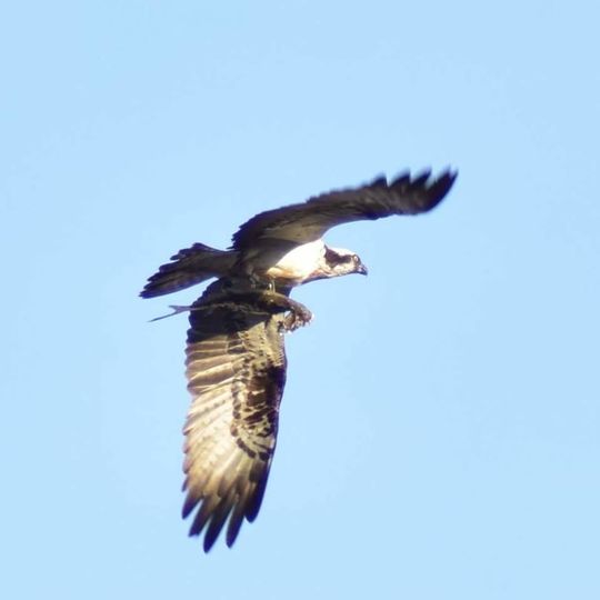 Elbaue und Teichgebiete bei Torgau