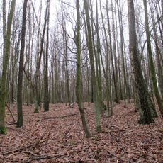 Rezerwat przyrody Stasin