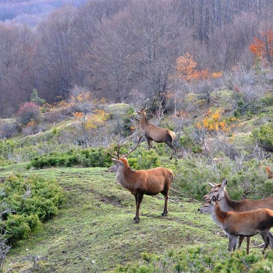 Area Faunistica del Cervo