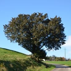 Kugeleibe von Waldhausen