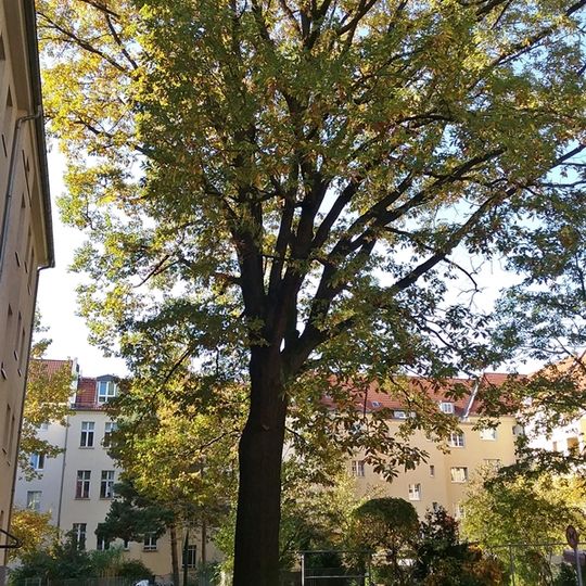 Trauben-Eiche Fanningerstraße 23