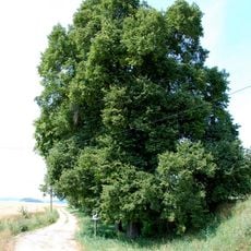 Steinholzlinden ND 062 QLB