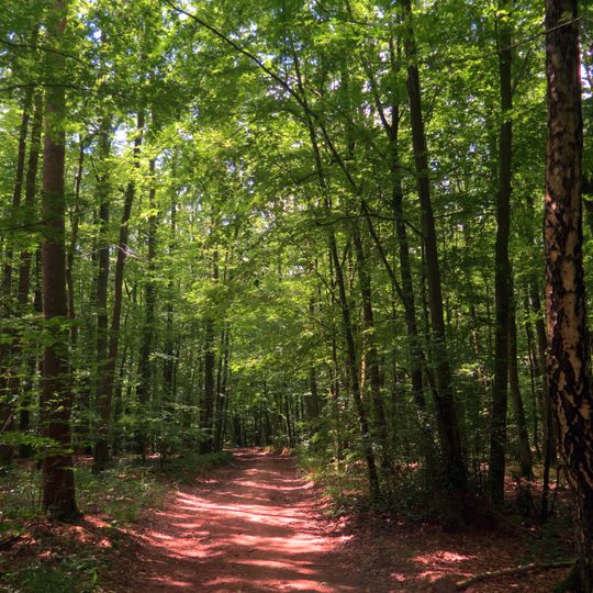 Forst Dianenslust und Stadtwald Schweinfurt