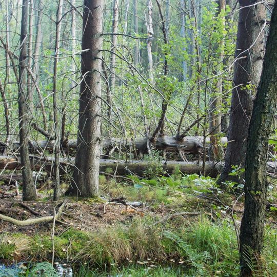 Buchen- und Bruchwälder bei Einsiedelei und Apollmicke