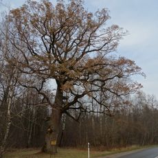 Teodoras Grotusas oak