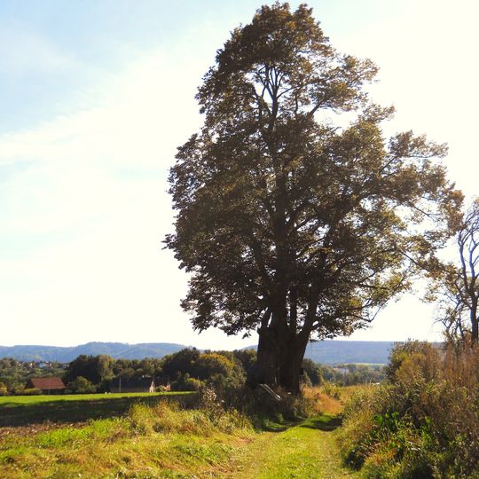 Lípy srdčité na Podřezově