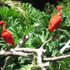Santa Ana Zoo