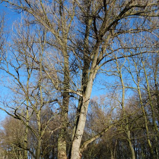 Raudonės juodoji tuopa