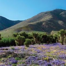 Kiavah Wilderness