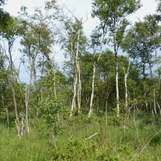 Torfkanal und Randmoore