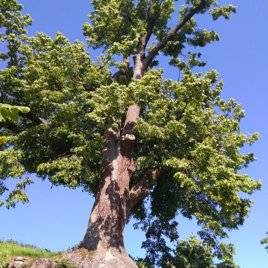 Lípa ve Velkém Poříčí