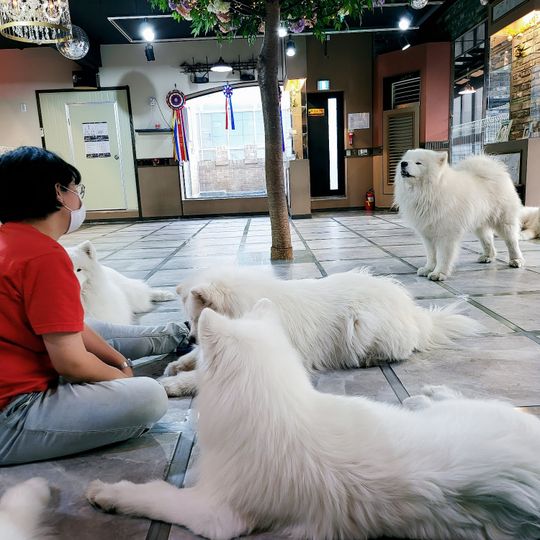 Samoyed Cafe 'Winters Village'