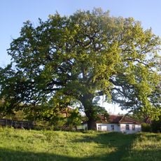 Quercus robur in Beglež