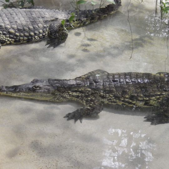 Reptiles and Amphibians Laboratory