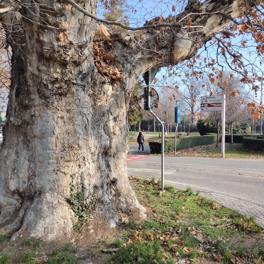 Platano monumentale di Savigliano