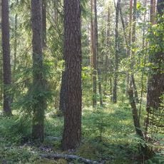 Driksnis Heath Nature Park