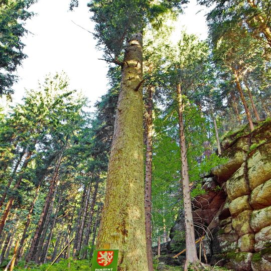 Jedle pod skálou v Nancy