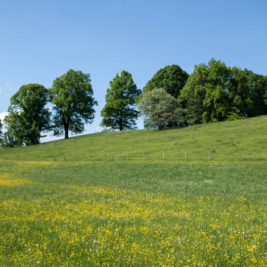 Schutz des Lindenbestandes östlich Schwaig im Bereich der Gemeinde Wildsteig