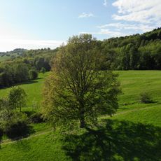 Dub pod Jankovým kopcem