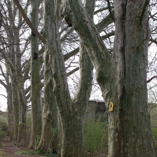 Naturdenkmal Platane-Baumreihe Ahornblättrige Platane '') Lieberoser Straße, Im Brunschwiegpark, hinter Lessingstraße in Ströbitz