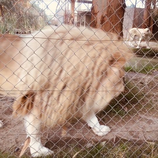 Parque Safari Rancagua