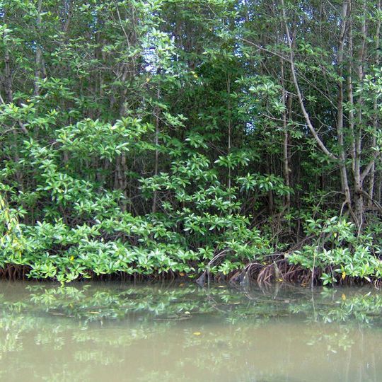 Can Gio Mangrove Forest